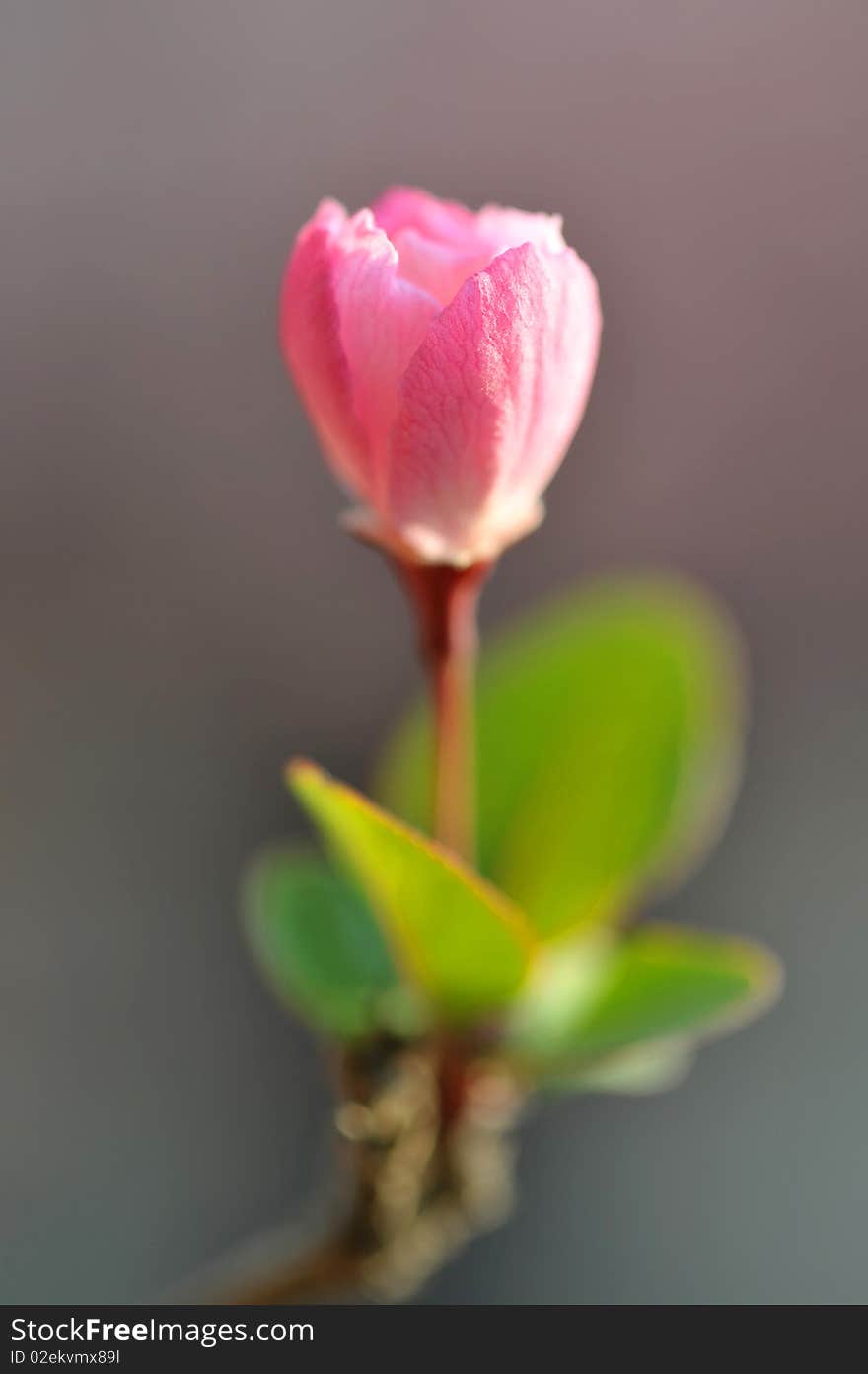 Close up pink flower