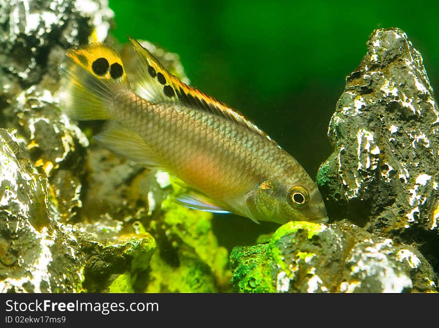 Aquarium fish Cichlidae