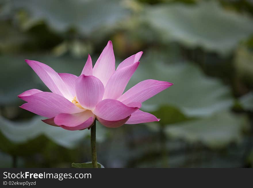 Lotus blossoming on a lake