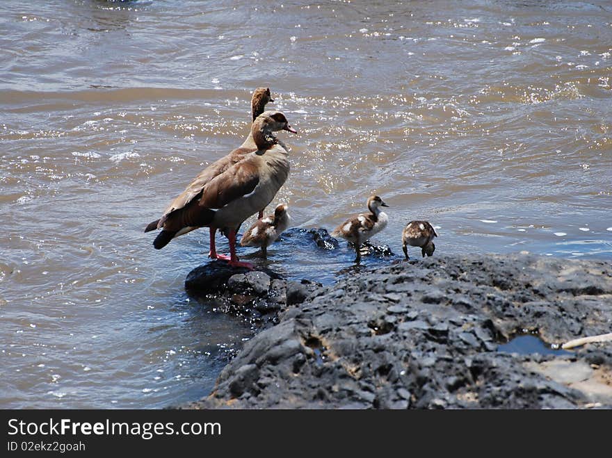 Adult egyptian geese watch their offspring as they take their first tentative steps into the fast flowing Mara river in Kenya