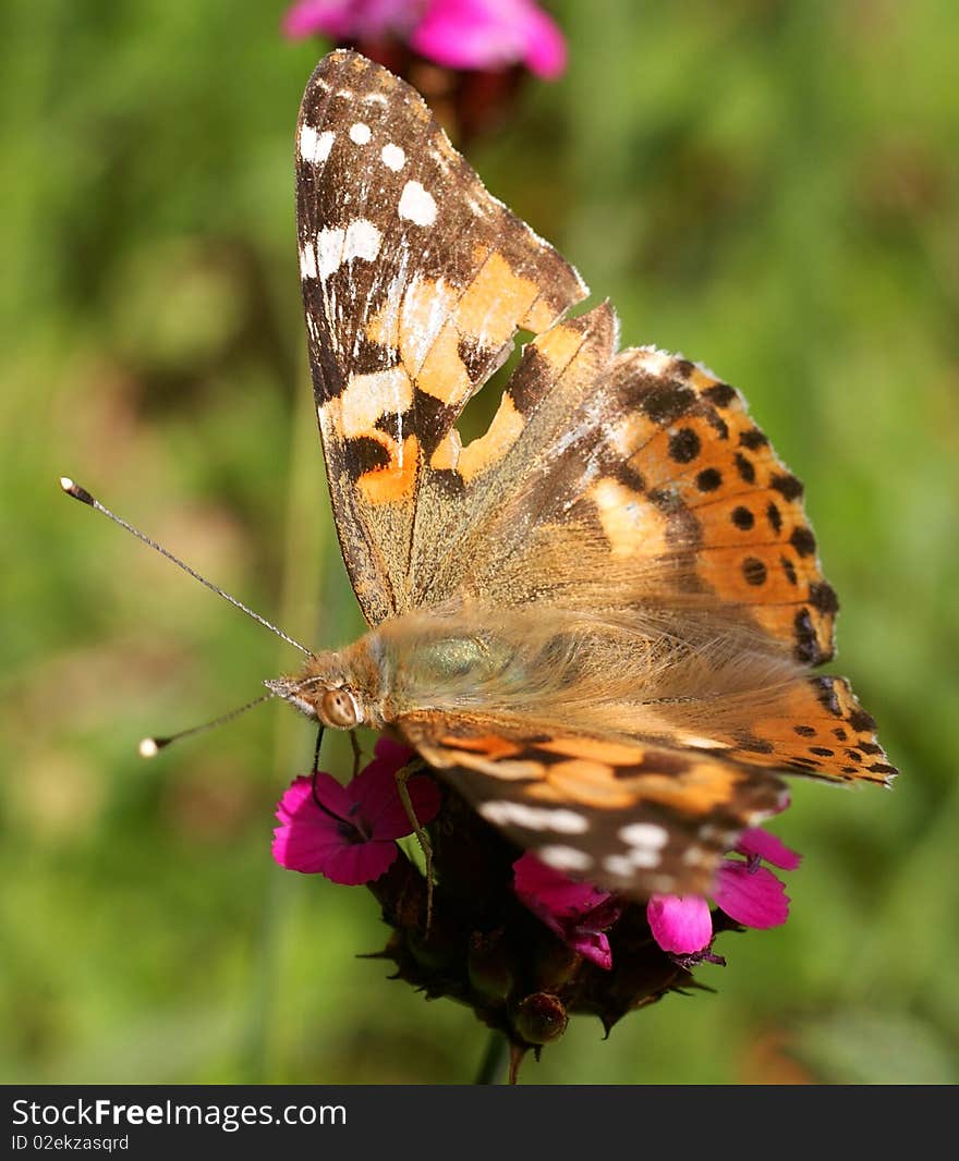 Colored butterfly(cyntia cardui) macro