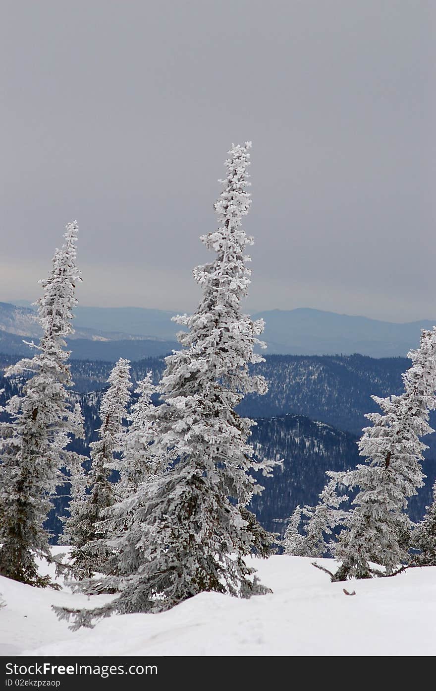 Snow cowered fir tree on the top of the mountain