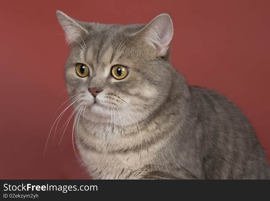 British short-hair cat animals feline. British short-hair cat animals feline