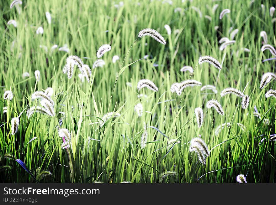 Flowers from somekind of grass