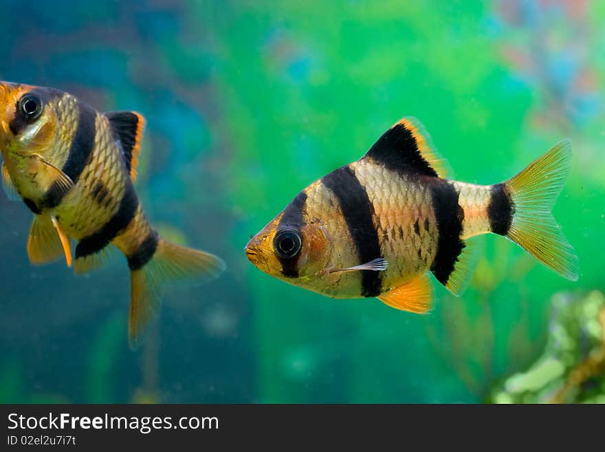 Colored beautiful aquarium fish underwater in group. Colored beautiful aquarium fish underwater in group