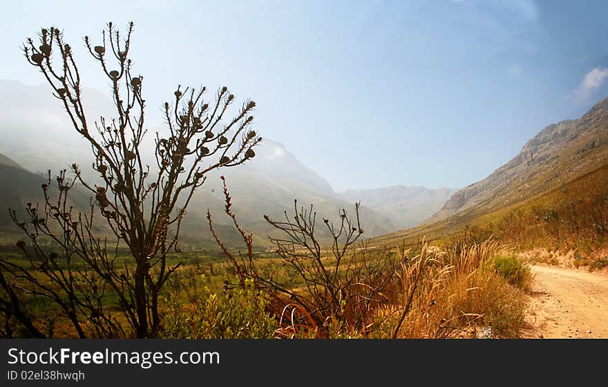 Jonkershoek Valley Burnt Tree