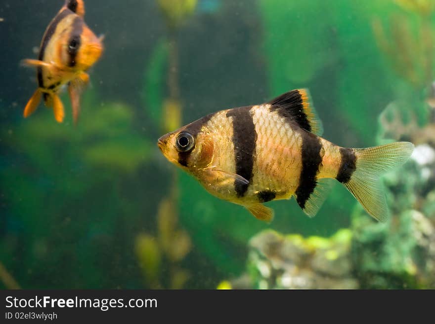 Colored beautiful aquarium fish underwater in group. Colored beautiful aquarium fish underwater in group