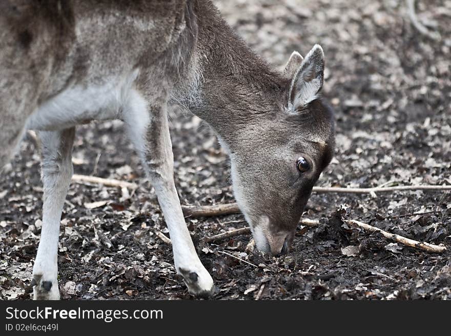 Red deer - Cervus elaphus - Deer looking for food