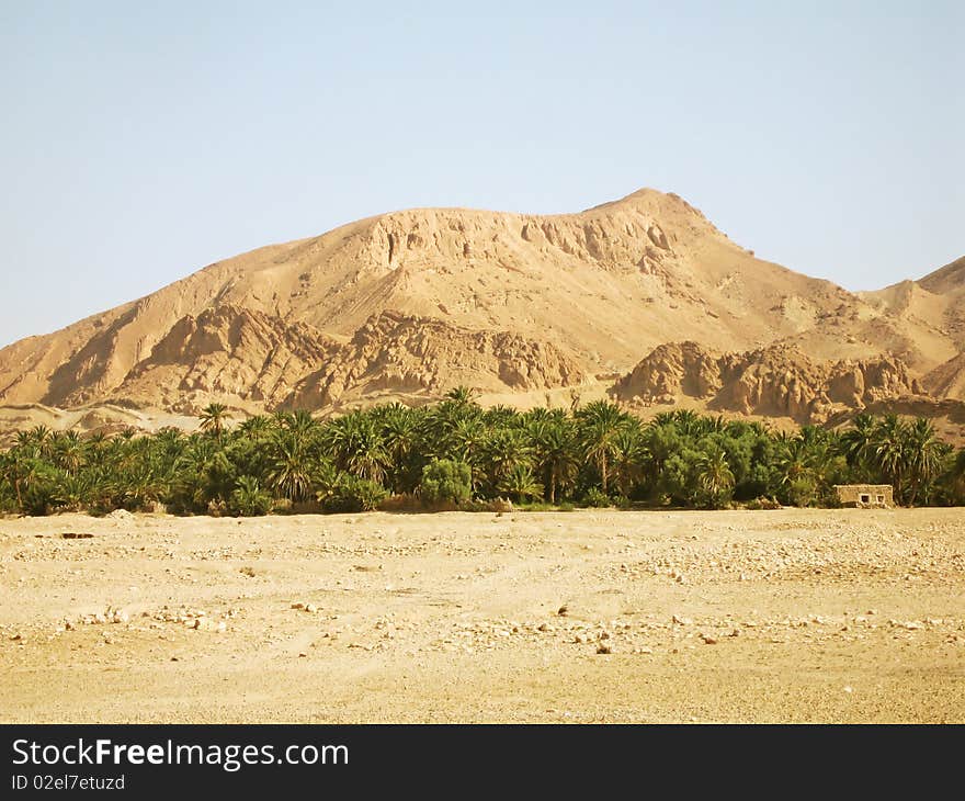 Oasis in desert