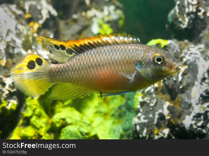 Aquarium fish Pelvicachromis