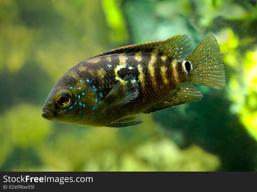 Aquarium fish Cichlidae cichlasoma