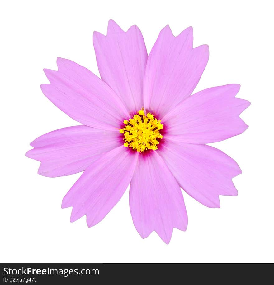 Isolated pink cosmos with white background. Isolated pink cosmos with white background