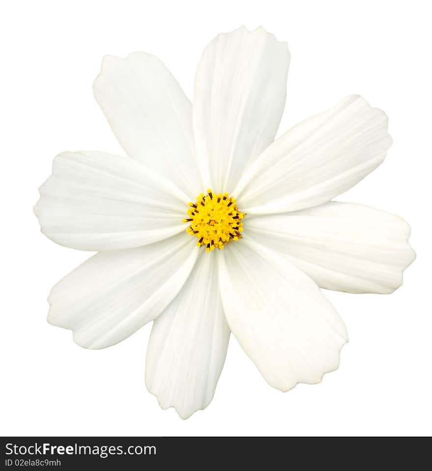 Isolated beautiful white petals and yellow pistil. Isolated beautiful white petals and yellow pistil