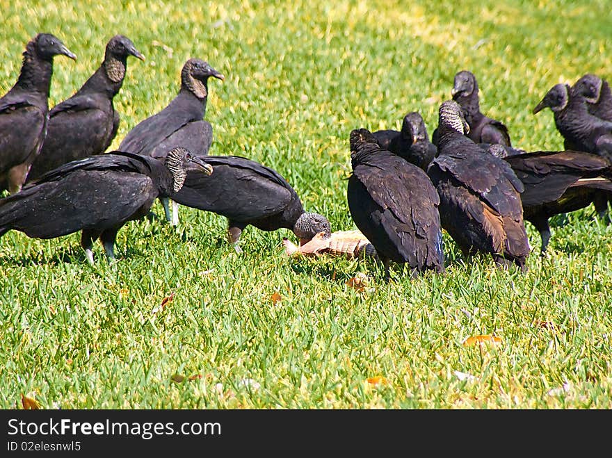 A flock of black vultures are gathered around the carcass of an armadillo, one feeds while the rest look on.