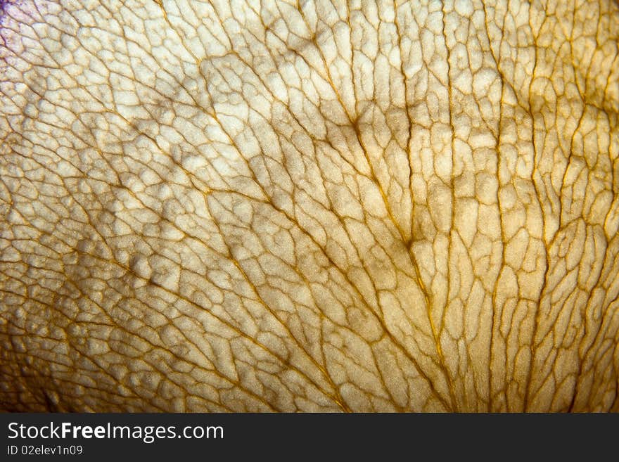 Close-up photo of a dry leaf lit from behind showing contrast net of veins. Focus in the center. Close-up photo of a dry leaf lit from behind showing contrast net of veins. Focus in the center.