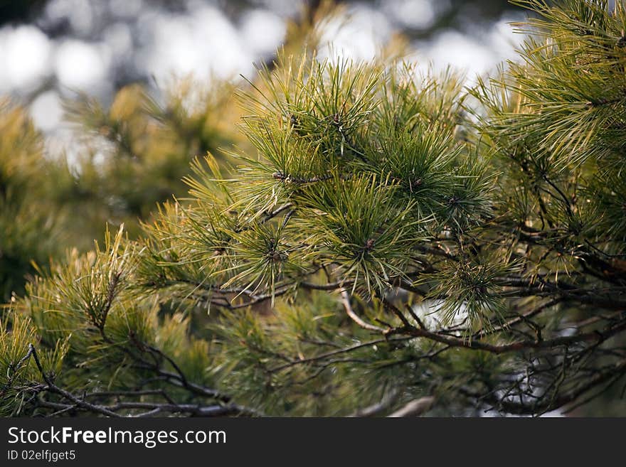 Pine tree background, nature photo