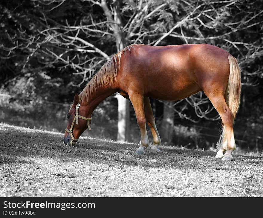 Mare on pasture