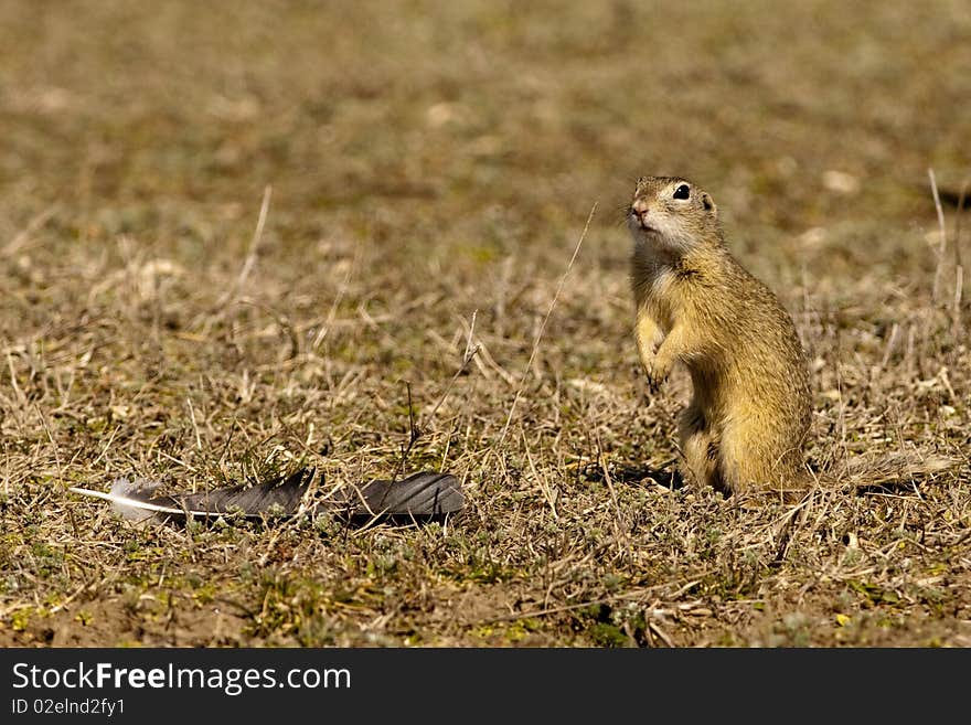 Souslik Or European Ground Squirrel