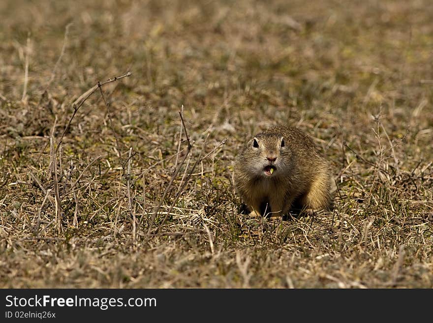 Souslik Or European Ground Squirrel