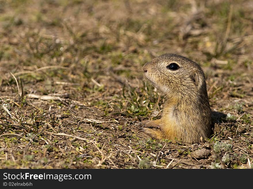 Souslik or European Ground Squirrel