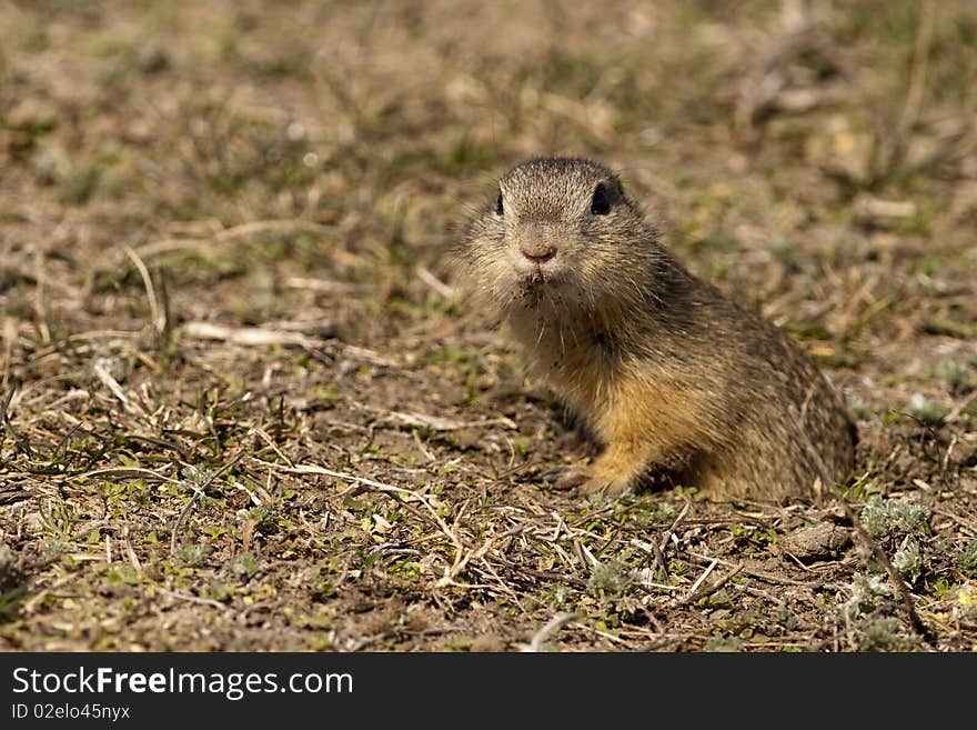 Souslik or European Ground Squirrel