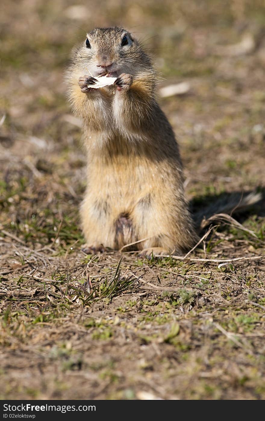 Souslik or European Ground Squirrel