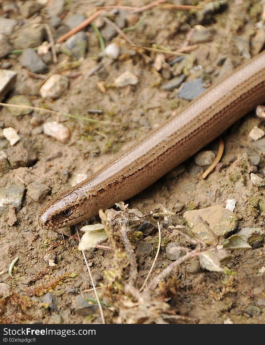 Slowworm