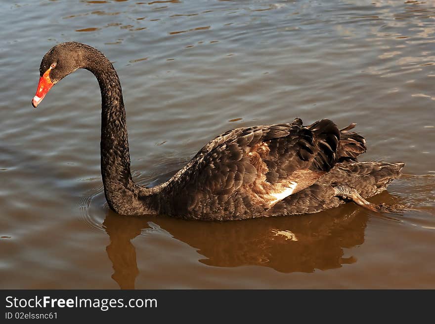 Black swan (Cygnus atratus) in a lake