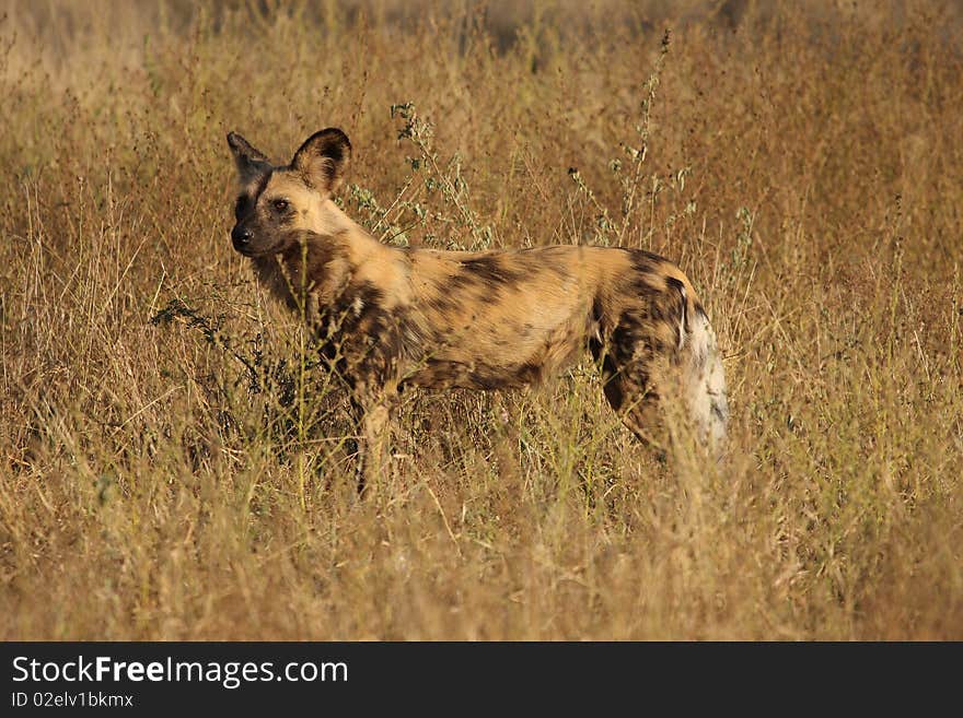 Wild dogs (painted) in Sabi Sand, South Africa. Wild dogs (painted) in Sabi Sand, South Africa