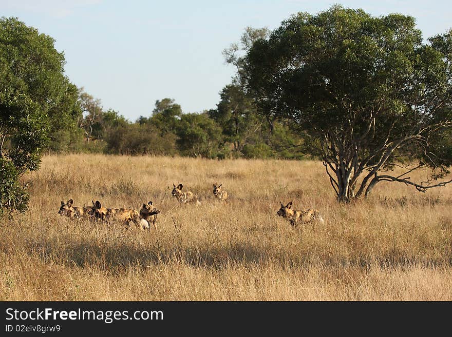 Wild dogs in South Africa