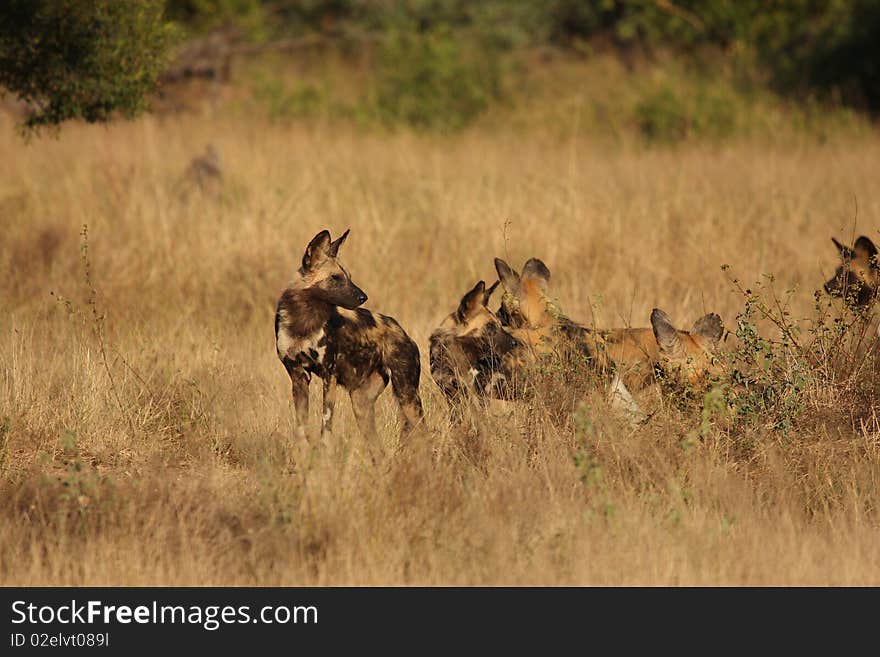 Wild dogs in South Africa