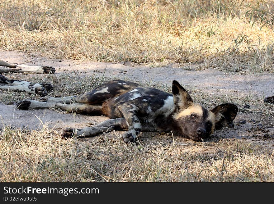 Wild Dogs In South Africa