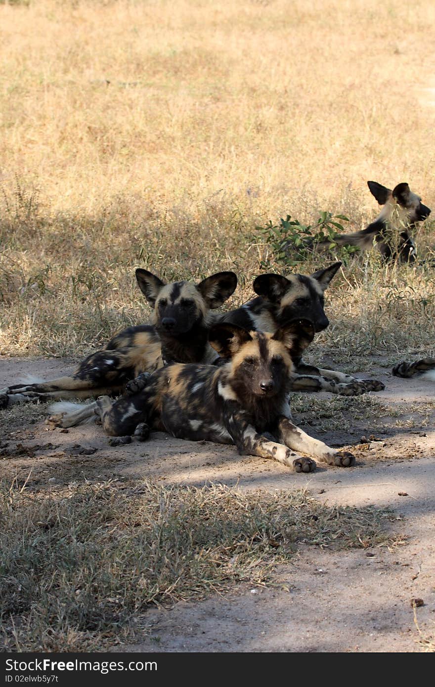 Wild dogs (painted) in Sabi Sand, South Africa. Wild dogs (painted) in Sabi Sand, South Africa