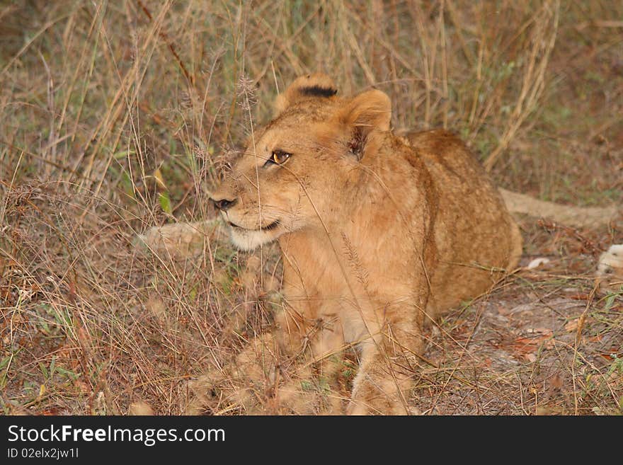 Lions in the Sabi Sand Game Reserve