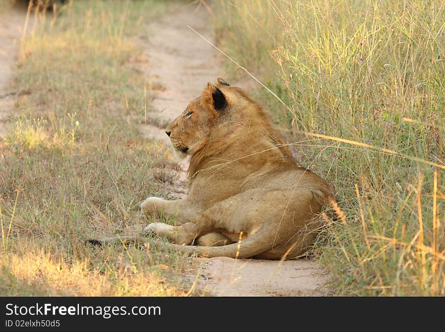 Lions in the Sabi Sand Game Reserve