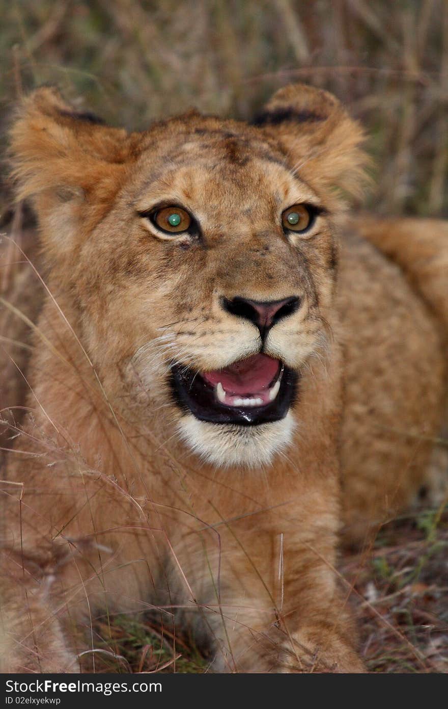 Lions in the Sabi Sand Game Reserve