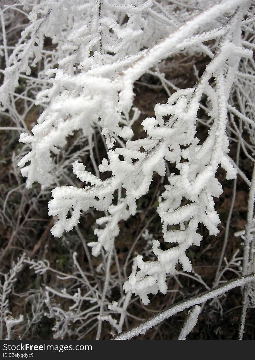 Hoarfrost