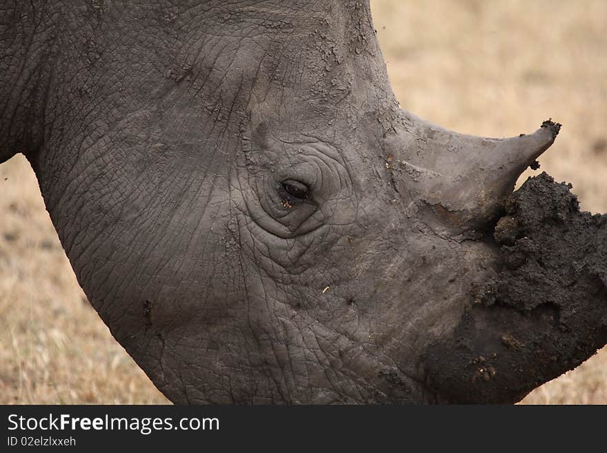 Rhino In Sabi Sand, South Africa