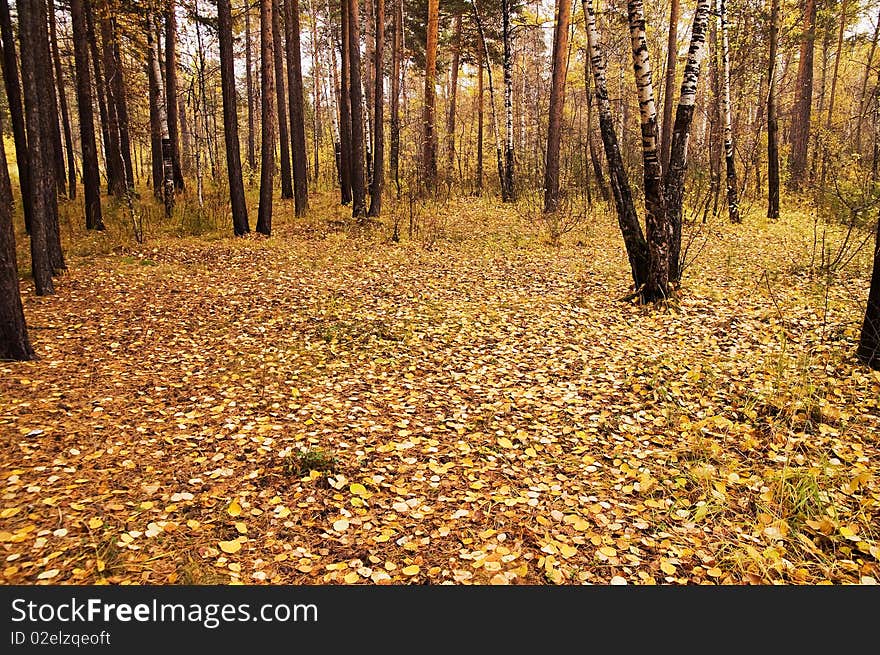 Autumn Park