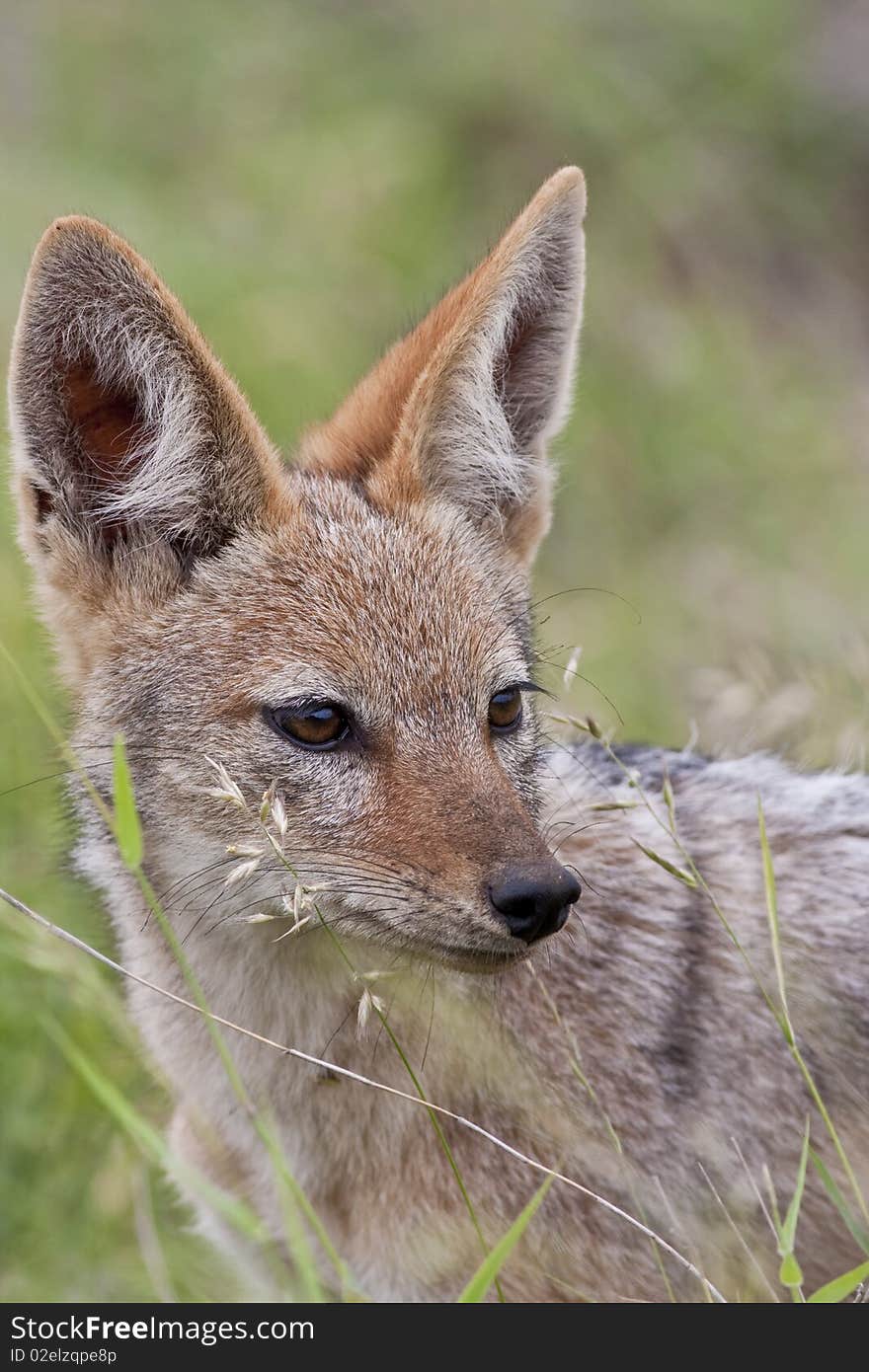 Portrait photograph of a Black-backed Jakal pup. Portrait photograph of a Black-backed Jakal pup.