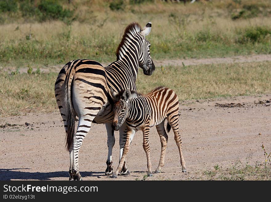 Zebra in Sabi Sand Reserve