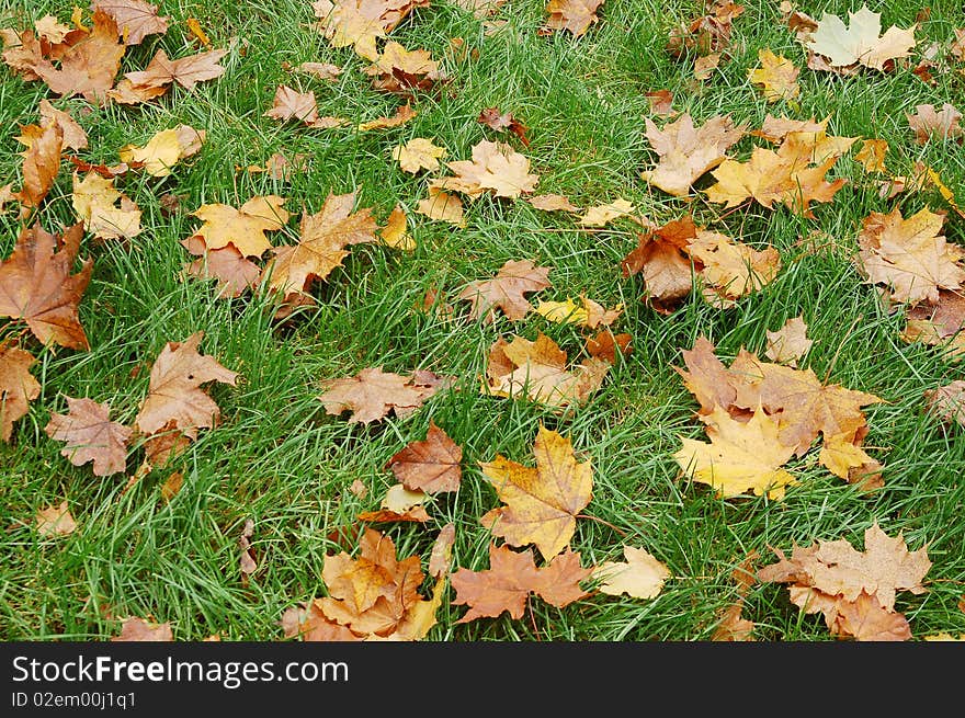 Yellow lives on green grass background texture