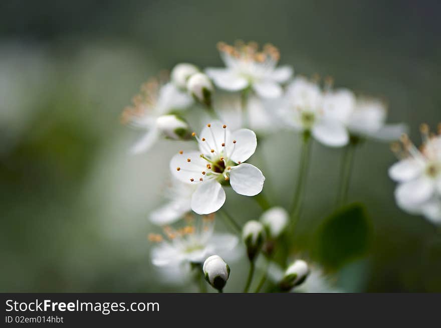 Cherry blossoms, shallow DOF, macro