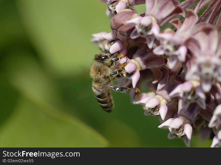 Bee Collecting Pollen