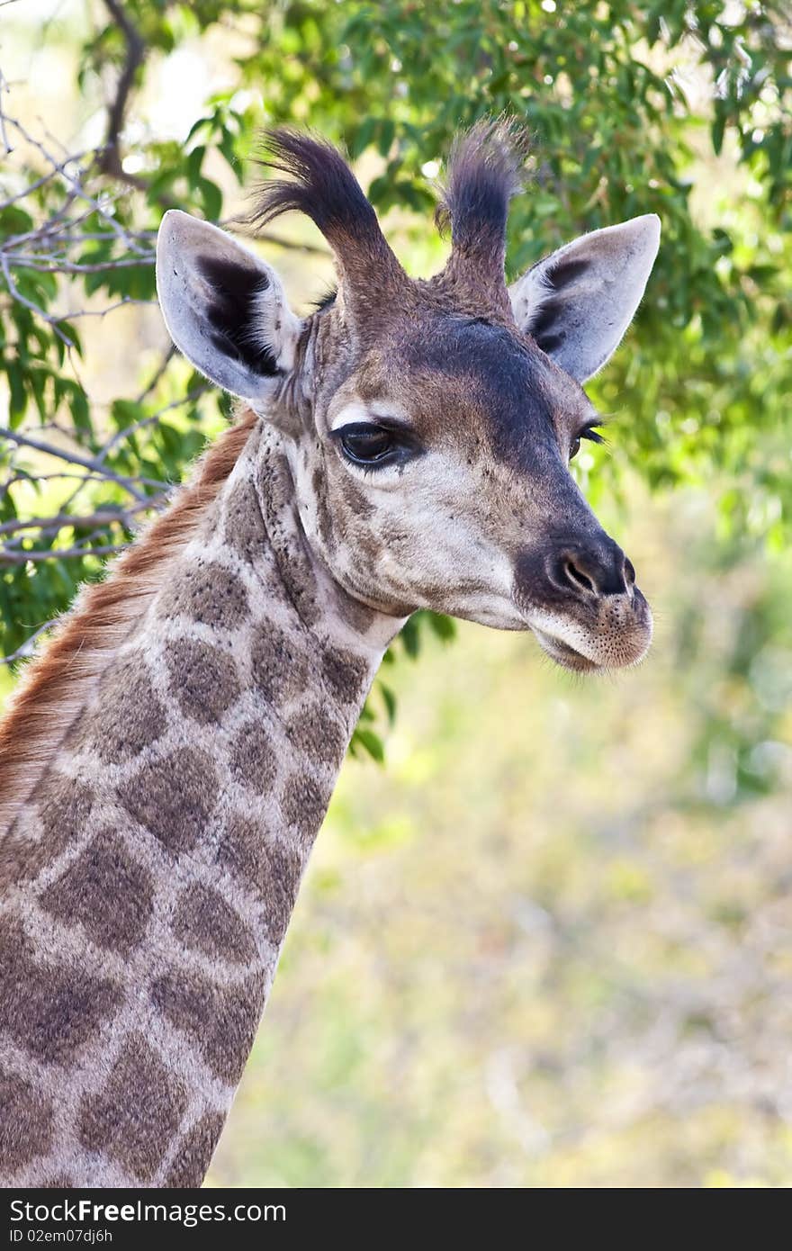 Portrait photograph of a young giraffe in the african bush