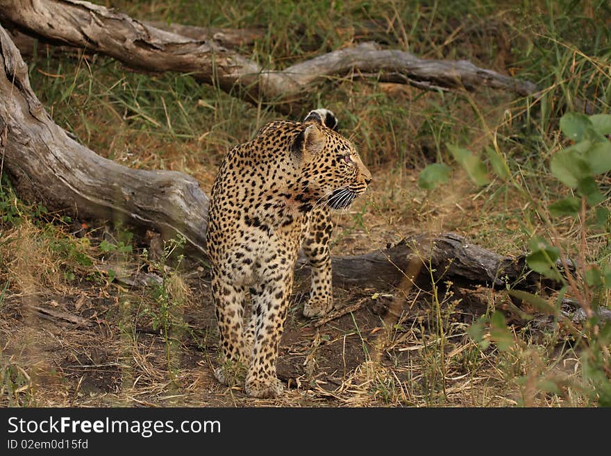 Leopard In Sabi Sand Private Reserve