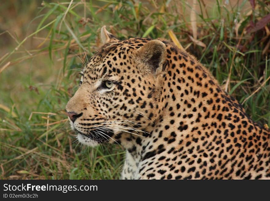 Leopard in Sabi Sand Private Reserve