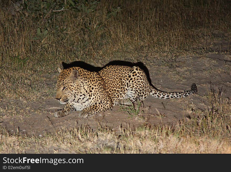 Leopard In Sabi Sand Private Reserve