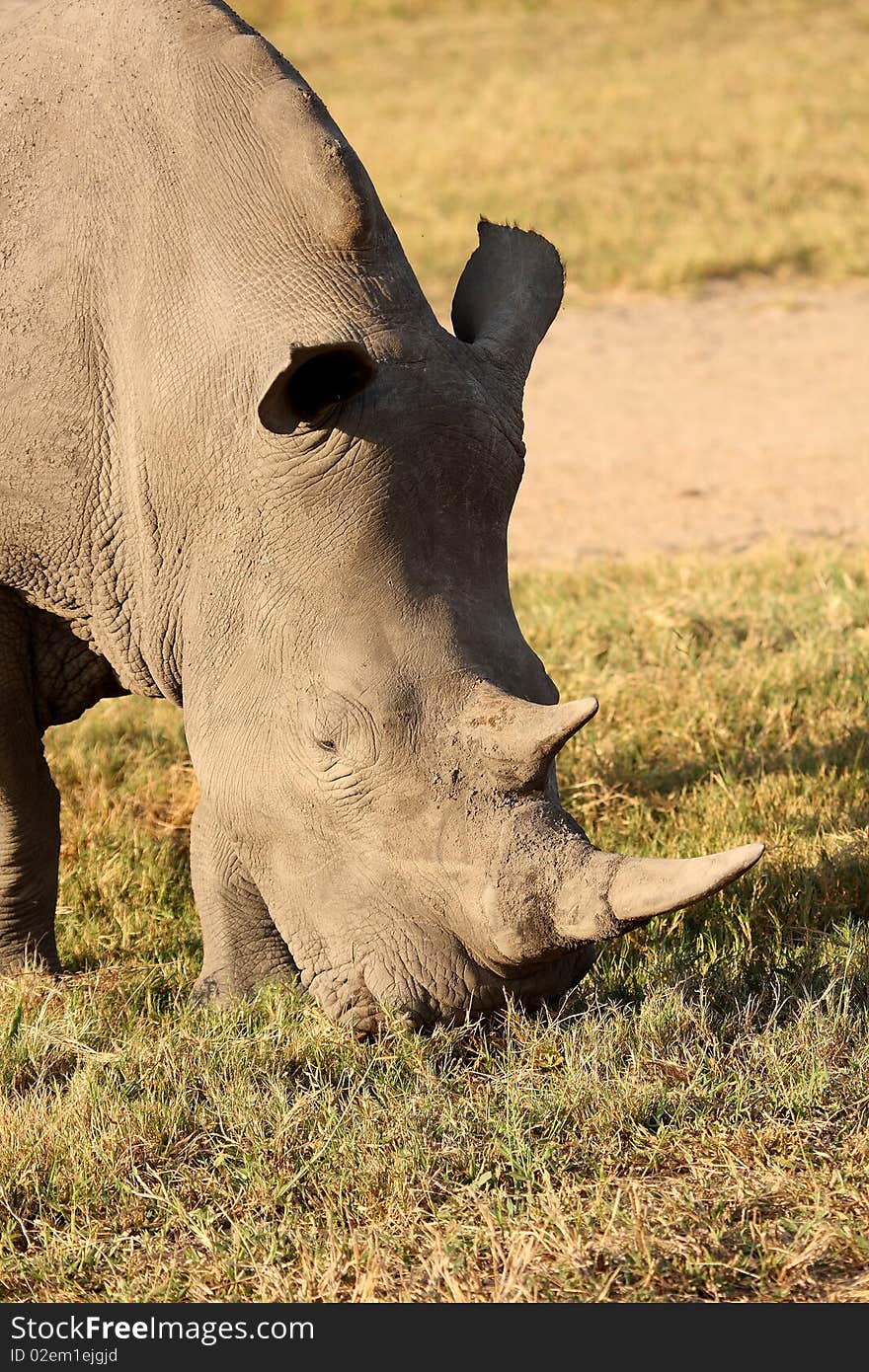 Rhino in Sabi Sand, South Africa