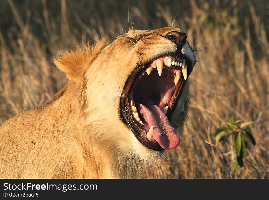 Female Lion Roaring